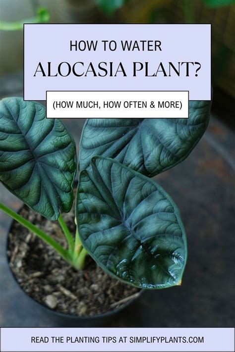 alocasia moisture meter level|watering alocasia.